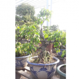 Cây si bonsai cao 45cm