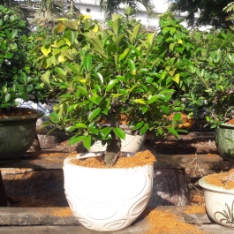 Cây sanh bonsai cao 30cm