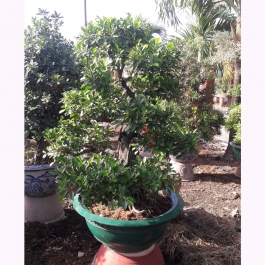 Cây sanh bonsai cao 1.3m 