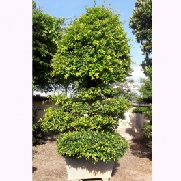 Cây Sanh bonsai 2.5m