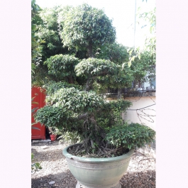 Cây sanh bonsai 2.5m