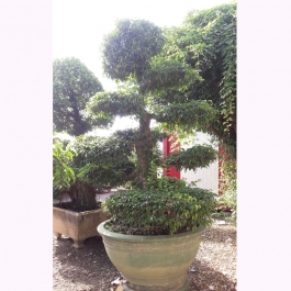 Cây sanh bonsai cao 2.7m