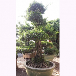 Cây sanh bonsai cao 2m