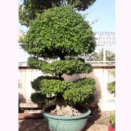 Cây sanh bonsai cao 2m 