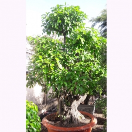 Cây lộc vừng bonsai cao 2.5m